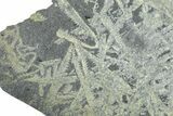 Fossil Graptolite Cluster (Didymograptus) - Wales #242373-1